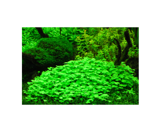 Гидрокотила трипартита (Hydrocotyle tripartita) ARU-11721