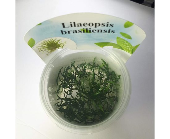 Лилеопсис бразильский (Lilaeopsis brasiliensis) ARU-11718