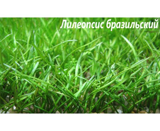 Лилеопсис бразильский (Lilaeopsis brasiliensis) ARU-11718