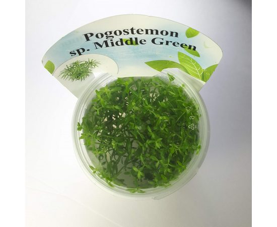 Погостемон sp. (Pogostemon sp. Middle Green)