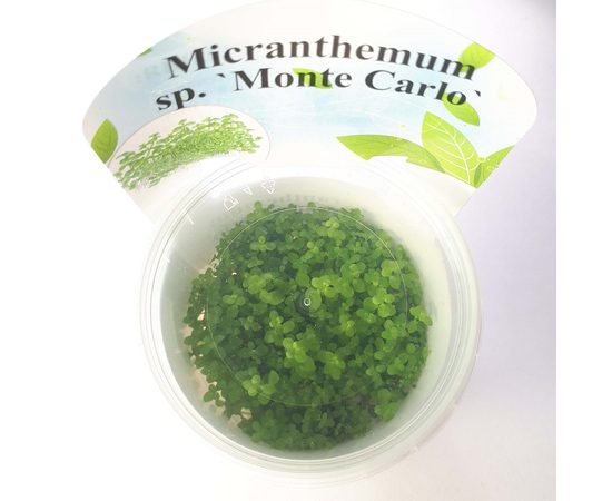 Микрантемум монтекарло (Micranthemum sp. "Monte Carlo")