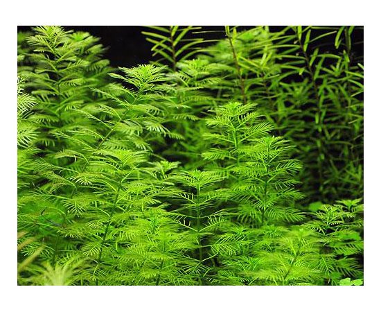 Перистолистник матогросский (Myriophyllum matogrossense)