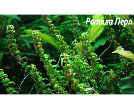 Ротала Перл (Rotala sp. Pearl)
