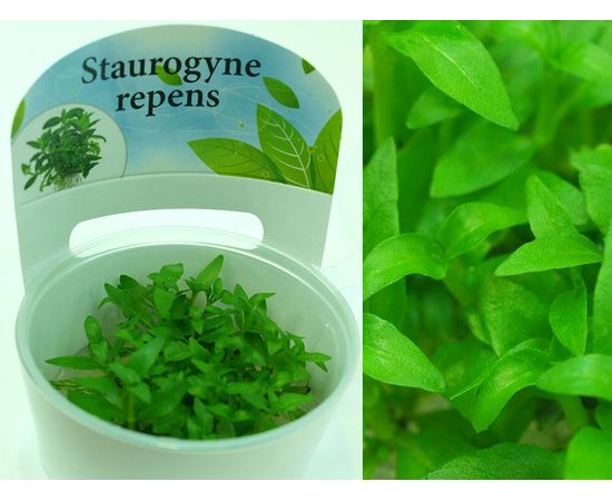 Стаурогин ползучий (Staurogyne repens)