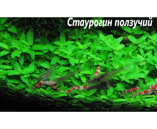 Стаурогин ползучий (Staurogyne repens)