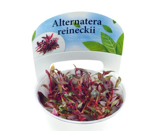 Альтернантера мини (Alternanthera reineckii "mini")