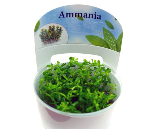 Аммания Бонсай (Ammania sp "Bonsai") ARU-11702 Аммания Бонсай (Ammania sp "Bonsai") ARU-11702