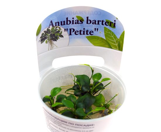 Анубиас Петит (Anubias barteri "Petite") ARU-11712