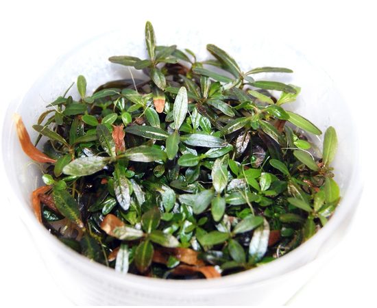 Гигрофила арагвайя (Hygrophila sp. "Araguaia") ARU-11720