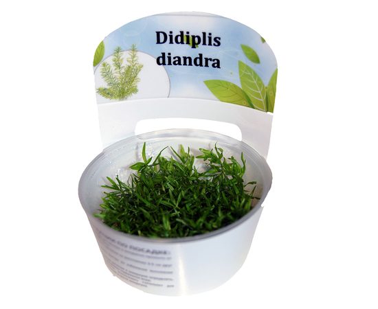 Дидиплис Диандра (Didiplis diandra) ARU-11722