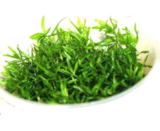 Дидиплис Диандра (Didiplis diandra) ARU-11722