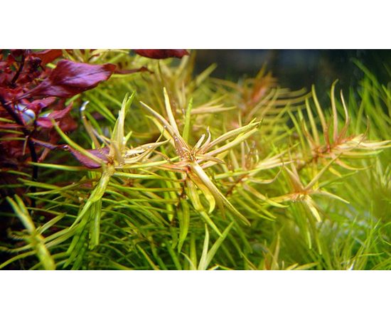 Дидиплис Диандра (Didiplis diandra) ARU-11722