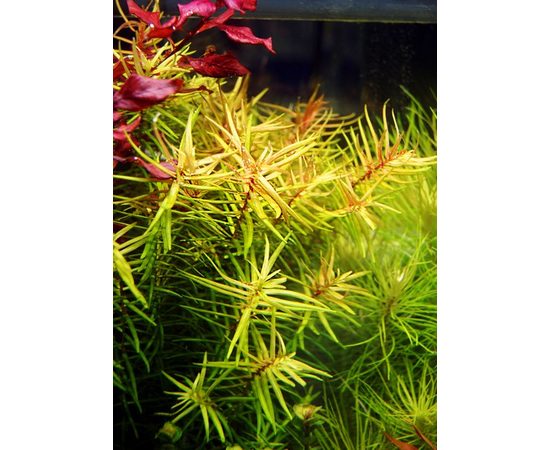 Дидиплис Диандра (Didiplis diandra) ARU-11722