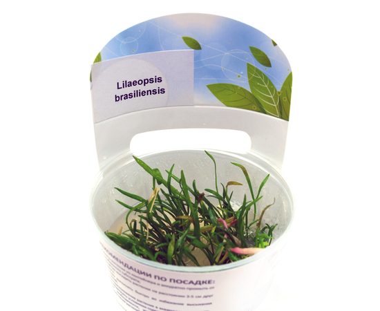 Лилеопсис бразильский (Lilaeopsis brasiliensis) ARU-11718