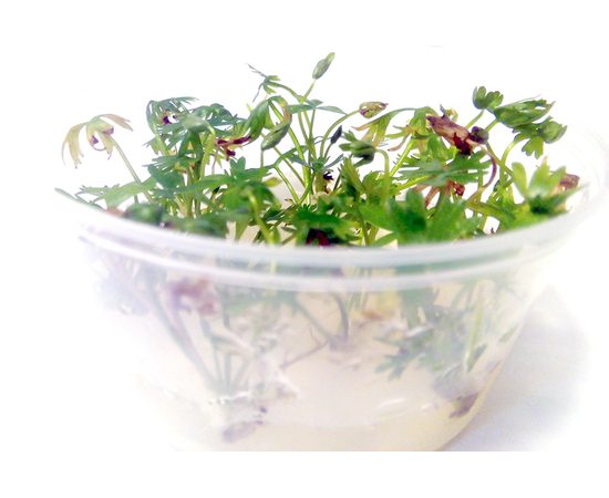 Лютик водный (Ranunculus inundatus)