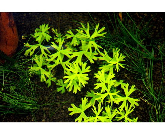 Лютик водный (Ranunculus inundatus)