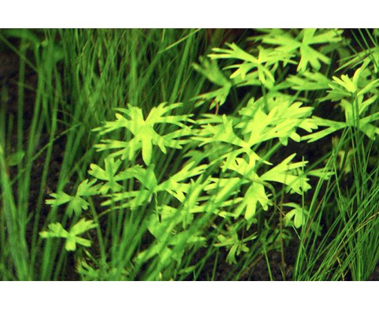 Лютик водный (Ranunculus inundatus)