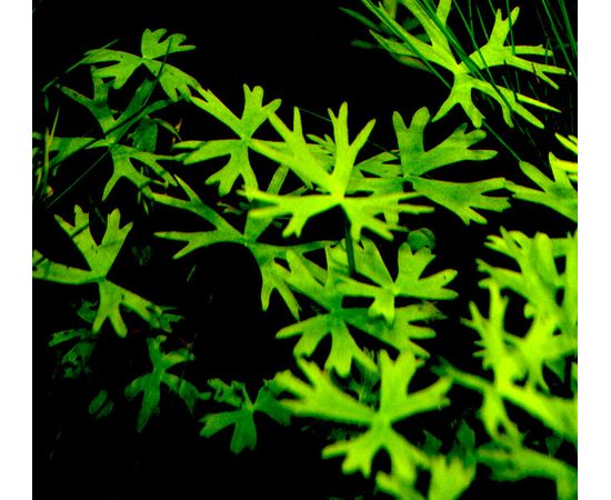 Лютик водный (Ranunculus inundatus)