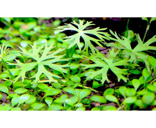 Лютик водный (Ranunculus inundatus)