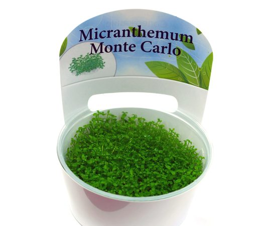 Микрантемум монтекарло (Micranthemum sp. "Monte Carlo")