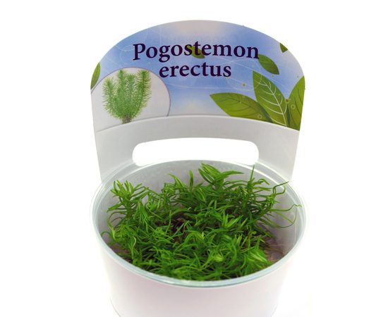 Погостемон Эректус (Pogostemon Erectus)