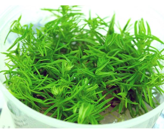 Погостемон Эректус (Pogostemon Erectus)