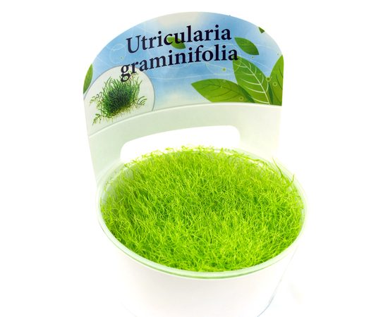 Утрикулярия (Utricularia graminifolia)