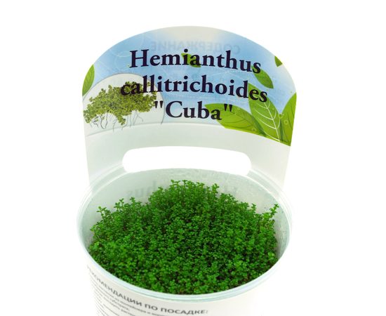 Хемиантус Куба (Hemianthus callitrichoides "Cuba")