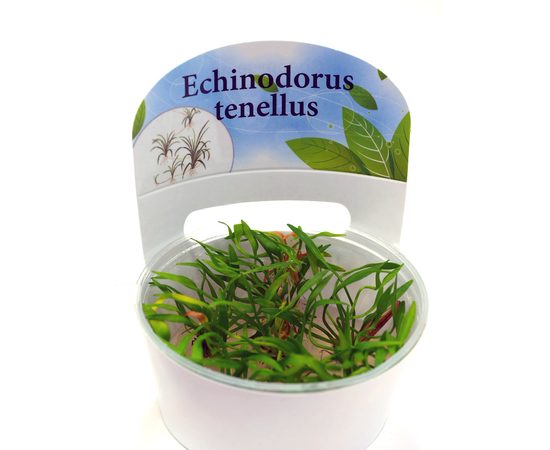 Эхинодорус тенелус (Echinodorus tenellus)