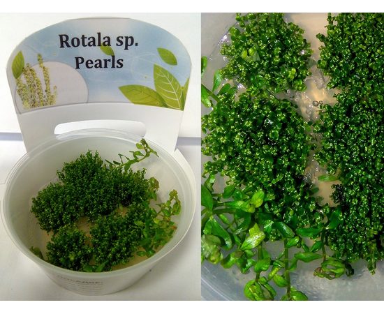 Ротала Перл (Rotala sp. Pearl)
