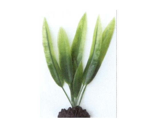 Растение Эхинодорус 20см, зеленое