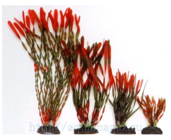 Растение Валлиснерия спиральная 30см красно-зеленое