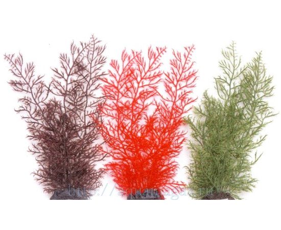 Растение Каменный мох, 30см, зеленое