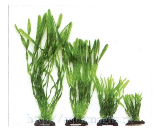 Растение Валлиснерия спиральная, 40см, зеленое