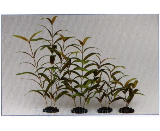 Растение Гигрофила узколистная, красное 30см шелковое