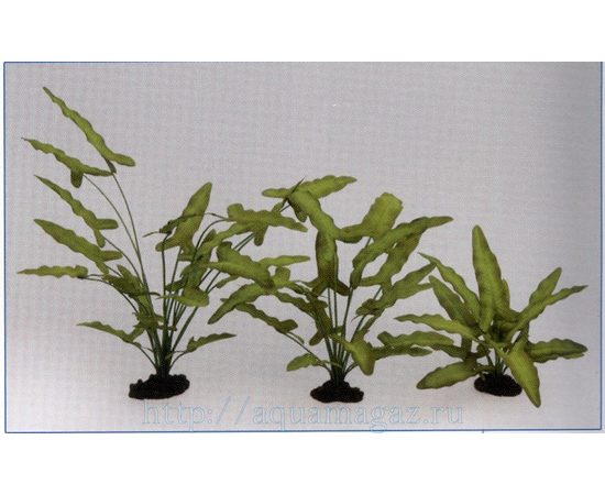 Растение Анубиас Хастифолия 13см шелковое