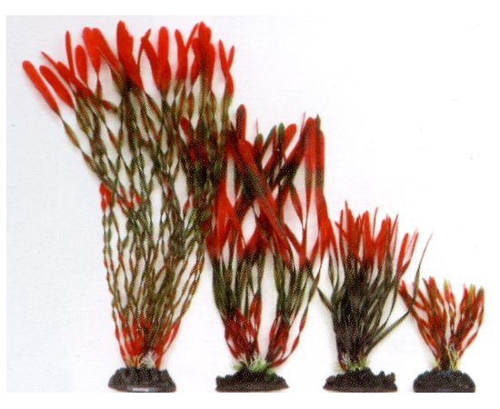 Растение Валлиснерия спиральная, 40см, красно-зеленое