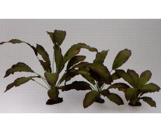 Растение Эхинодорус Розеа 40см шелковое