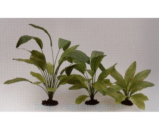 Растение Эхинодорус Оцелот Грин 30см шелковое