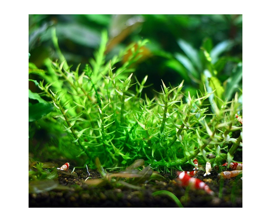 Гигрофила арагвайя (Hygrophila sp. "Araguaia") ARU-11720