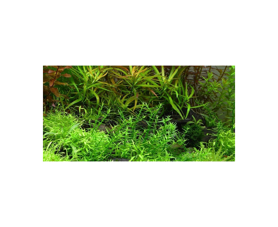Гигрофила арагвайя (Hygrophila sp. "Araguaia") ARU-11720