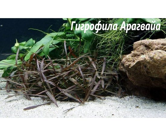 Гигрофила арагвайя (Hygrophila sp. "Araguaia") ARU-11720