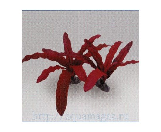 Растение Эхинодорус Рубин, красное 13см шелковое