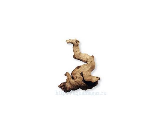 Коряга африканская Мопани малая