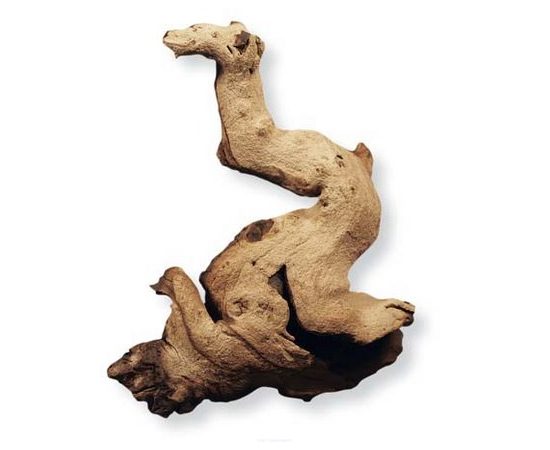 Коряга африканская Мопани малая