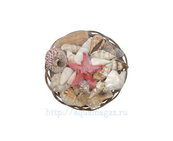 Набор раковин в корзинке (15см)