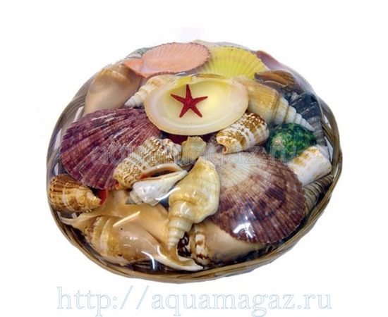 Набор раковин в корзинке (18см)