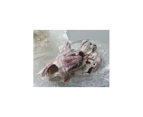 Коралл балянус 3-5 (boleanus) 7-13см