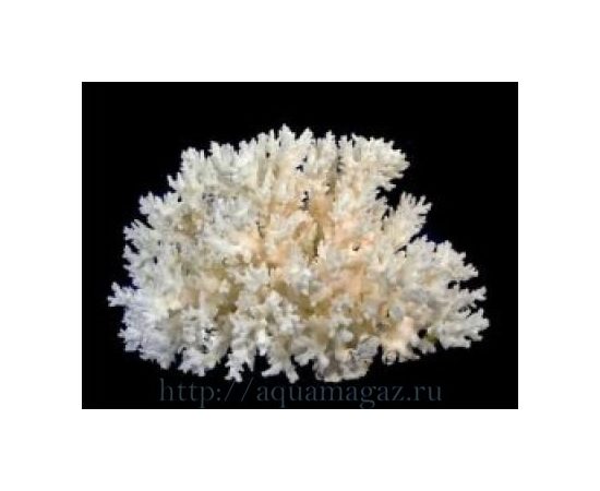 Коралл акропора 5-7 (coral loice) 13-18см