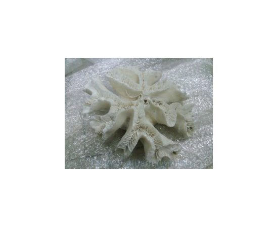 Коралл открытый мозг 7-9 (open brain) 18-23см
